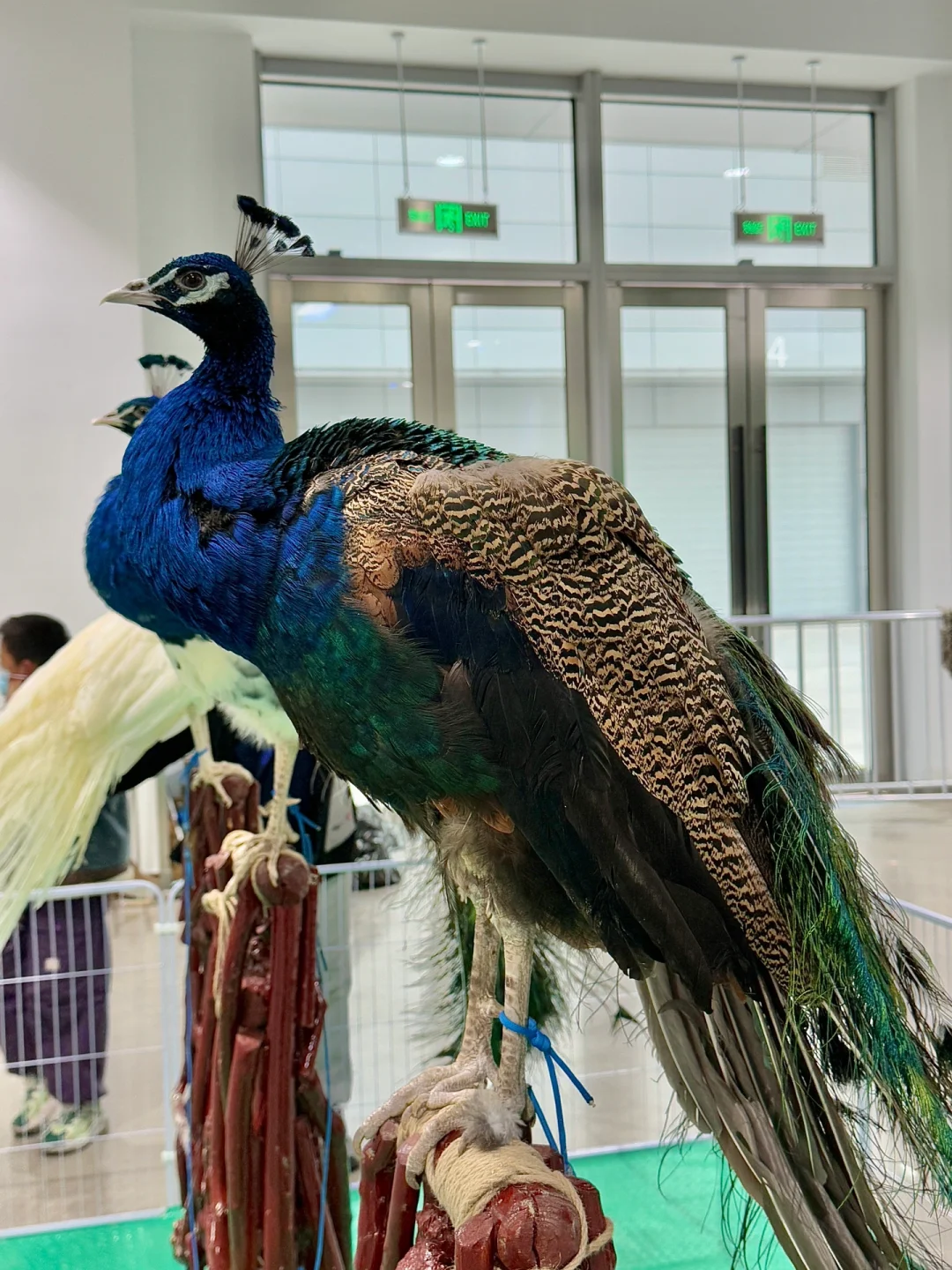 苏州遛娃好去处‼️异宠展?都能上手摸?