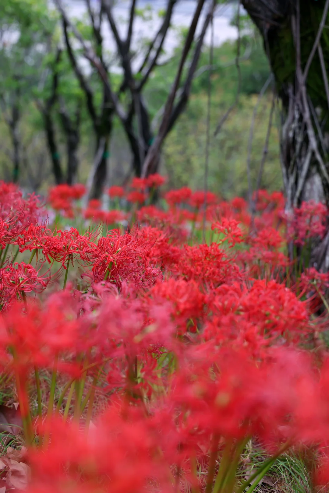 重庆悦来会展公园·漫山彼岸花|石蒜 独享