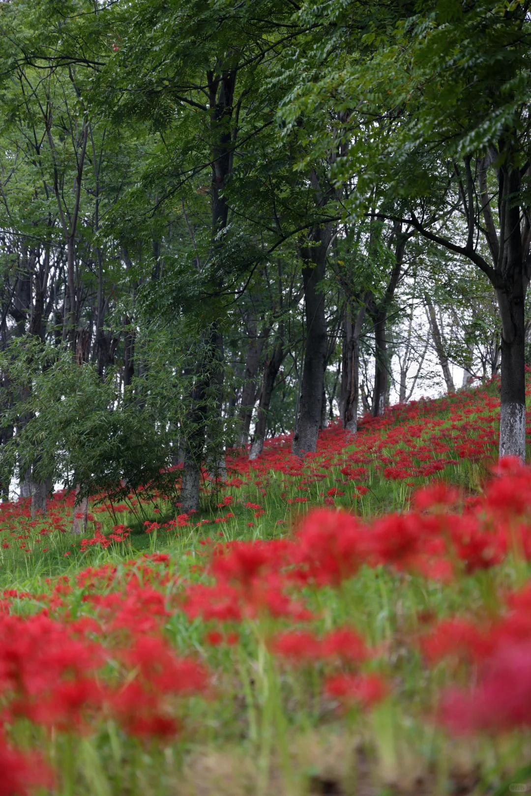 重庆悦来会展公园·漫山彼岸花|石蒜 独享