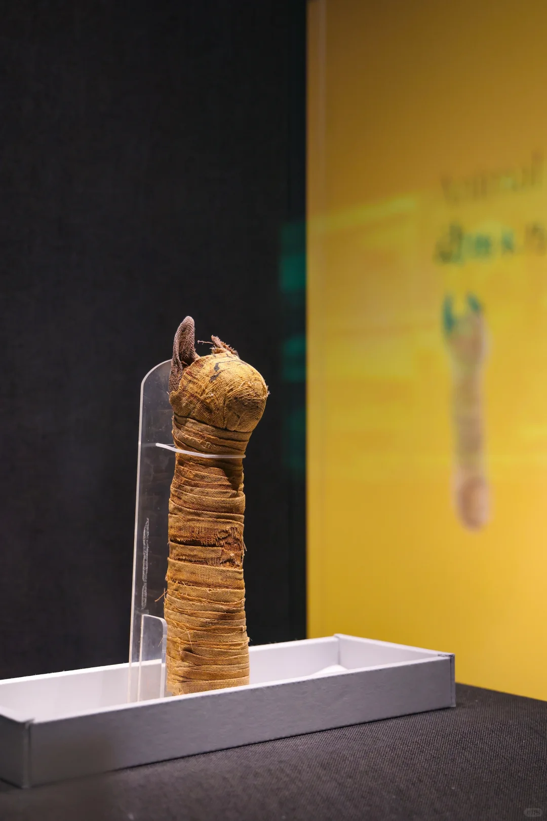 还剩最后俩月❗️北京千年木乃伊展览即将闭展