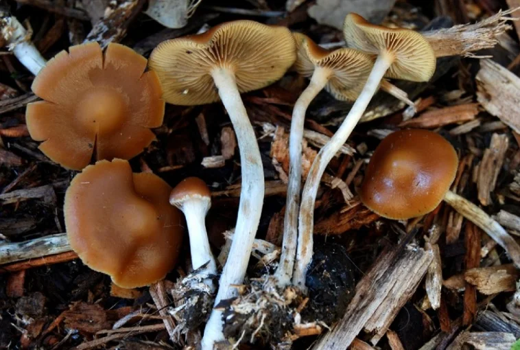 湾区周末去哪high?2.1-2.2