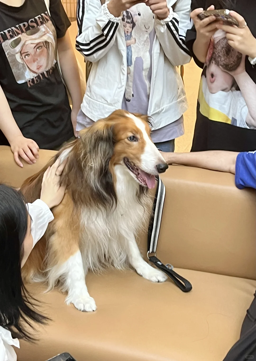 偶遇cityu?? Dr.Paws?