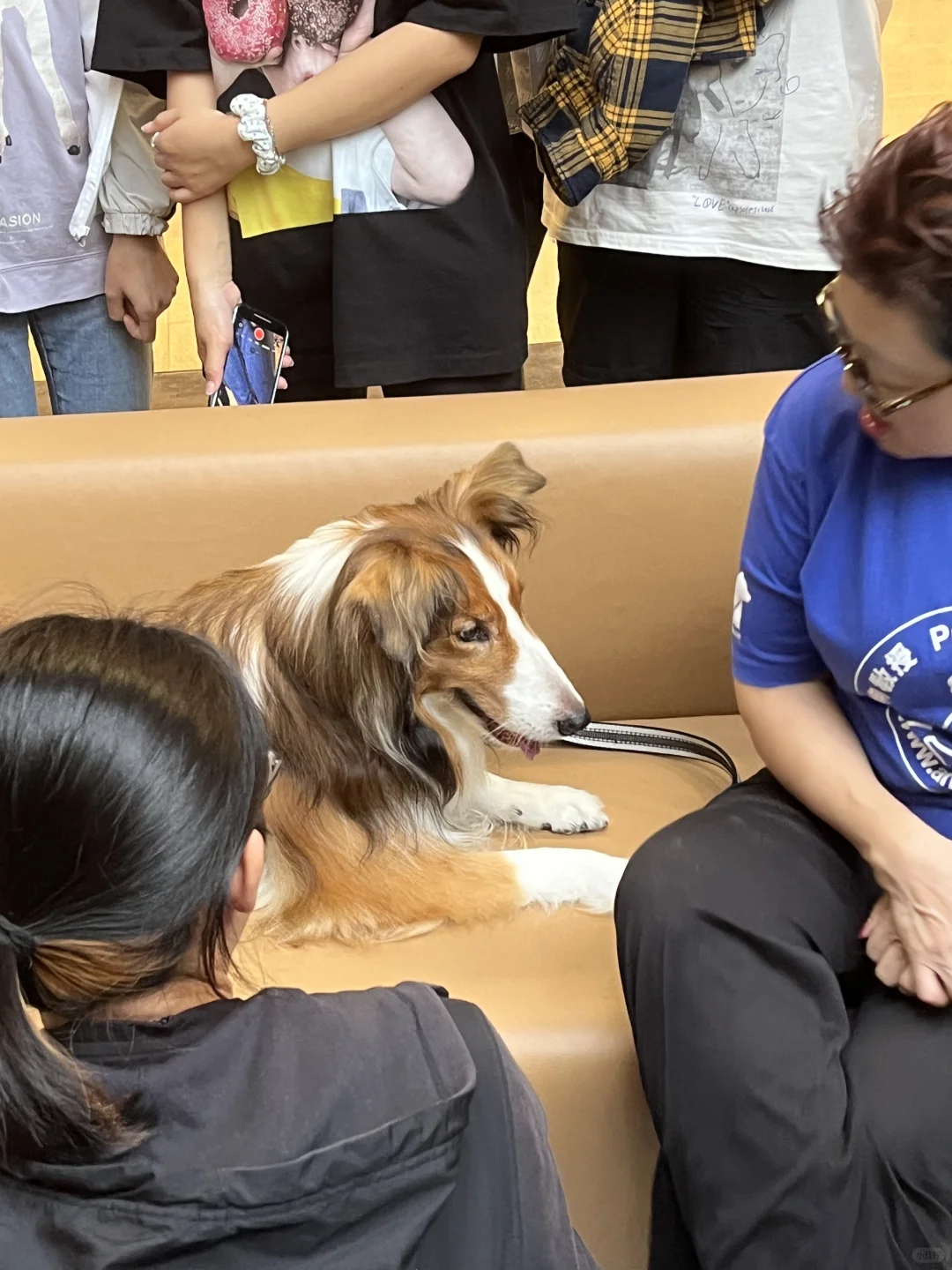 偶遇cityu?? Dr.Paws?