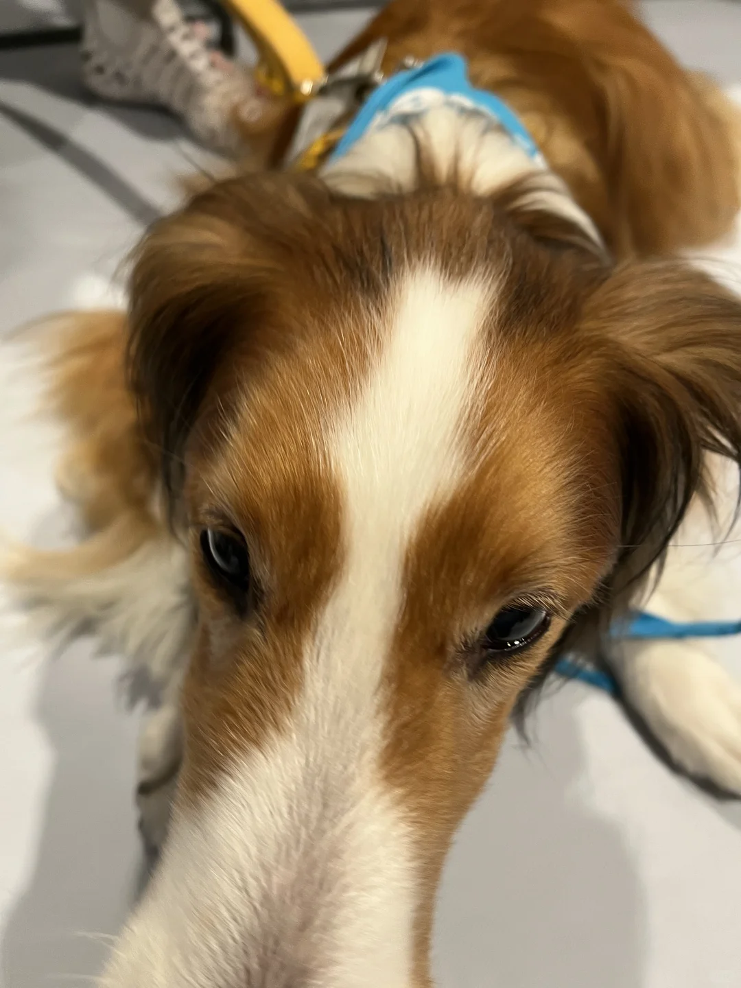 偶遇cityu?? Dr.Paws?