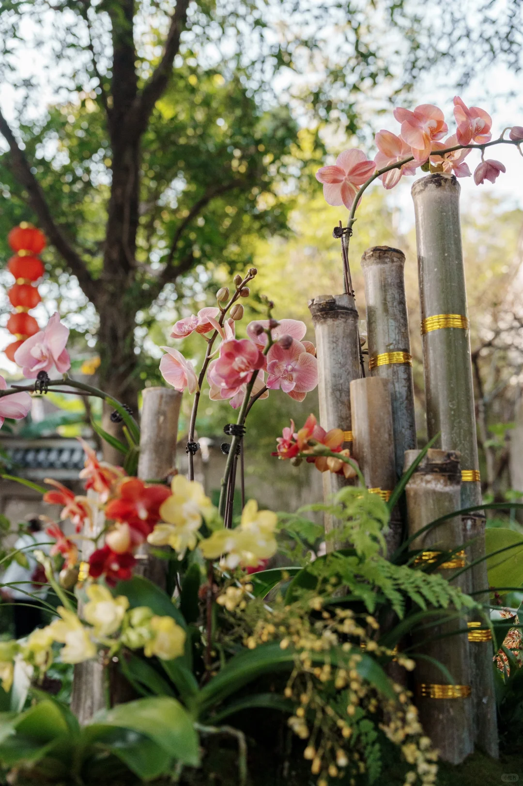 福州拍照｜福州于山兰花展真的好美❗️❗️❗️