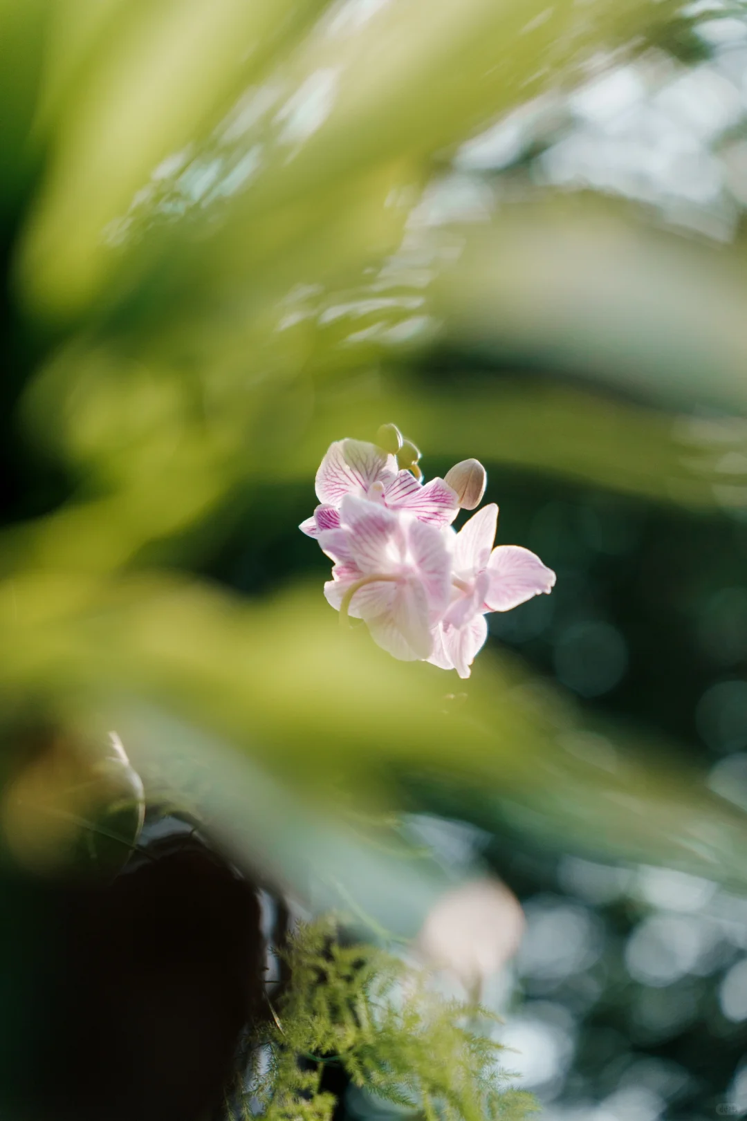 福州拍照｜福州于山兰花展真的好美❗️❗️❗️