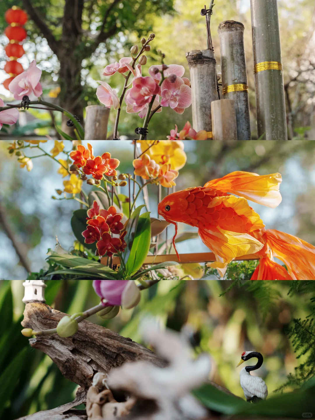 福州拍照｜福州于山兰花展真的好美❗️❗️❗️