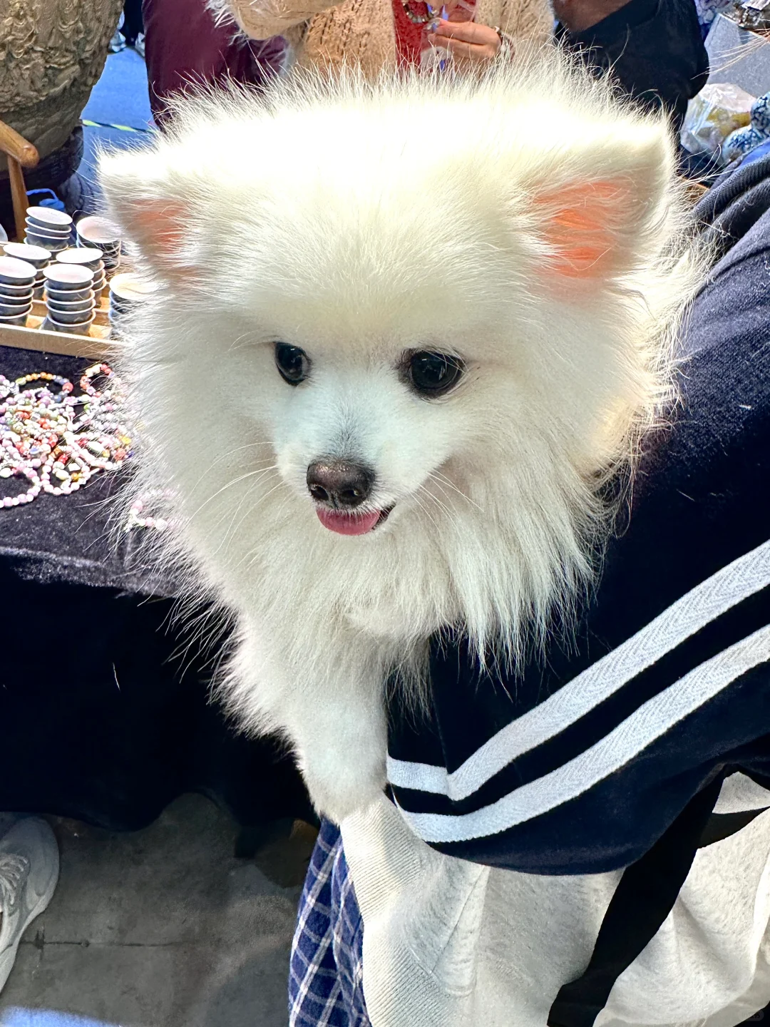 唐山人民有自己的景德镇??️?