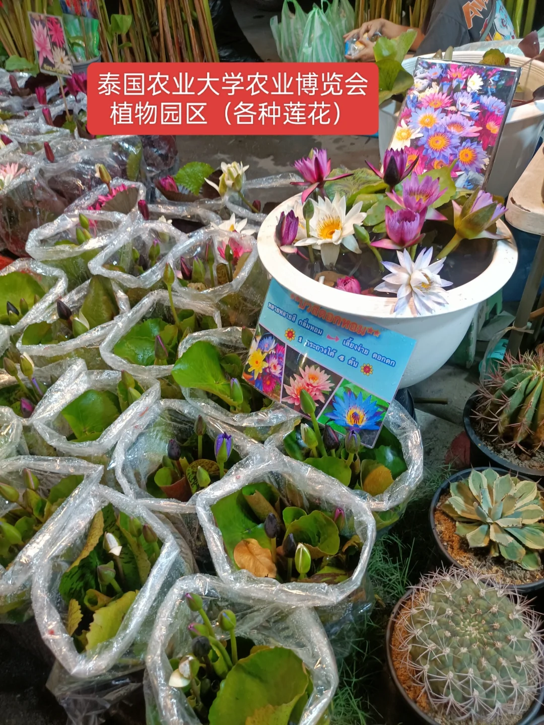 曼谷本土大型集会2025年农业博览会时间表