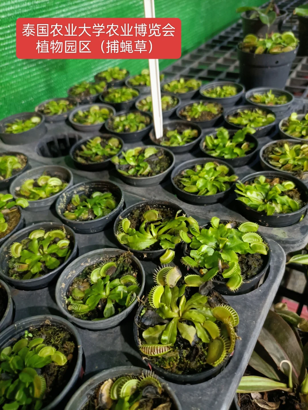 曼谷本土大型集会2025年农业博览会时间表