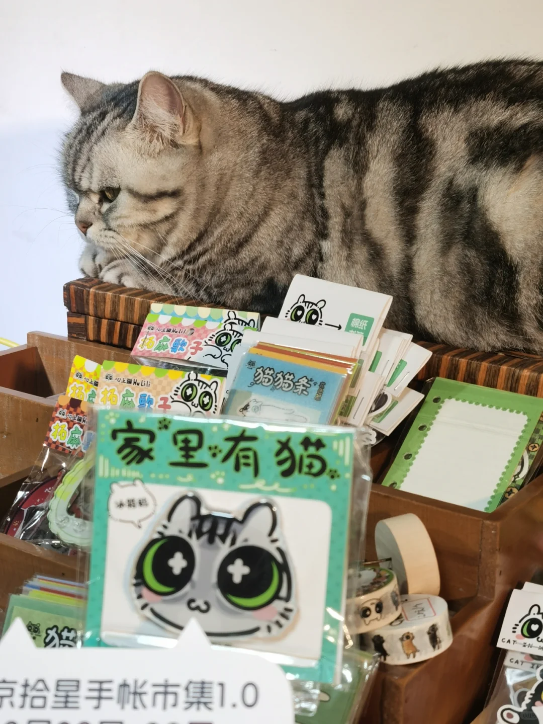 2025和心上猫一起逛京宠展