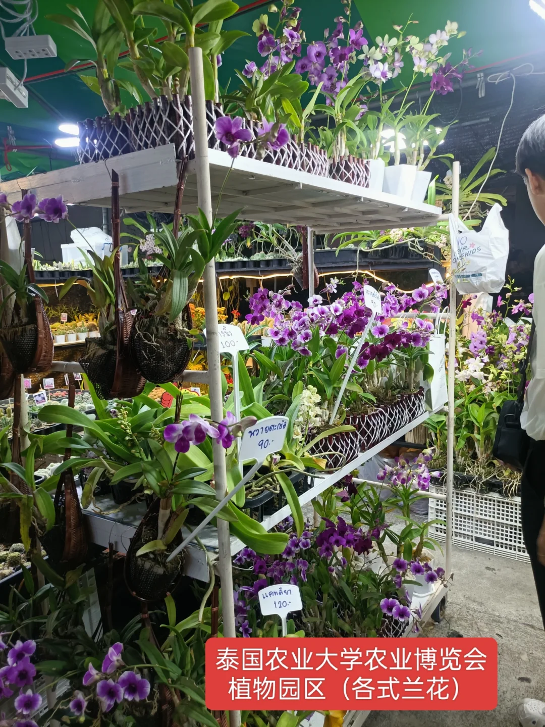 曼谷本土大型集会2025年农业博览会时间表