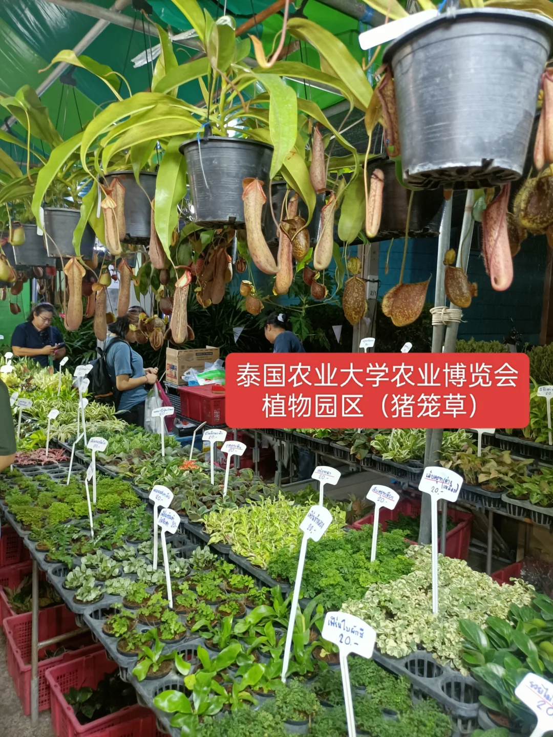 曼谷本土大型集会2025年农业博览会时间表