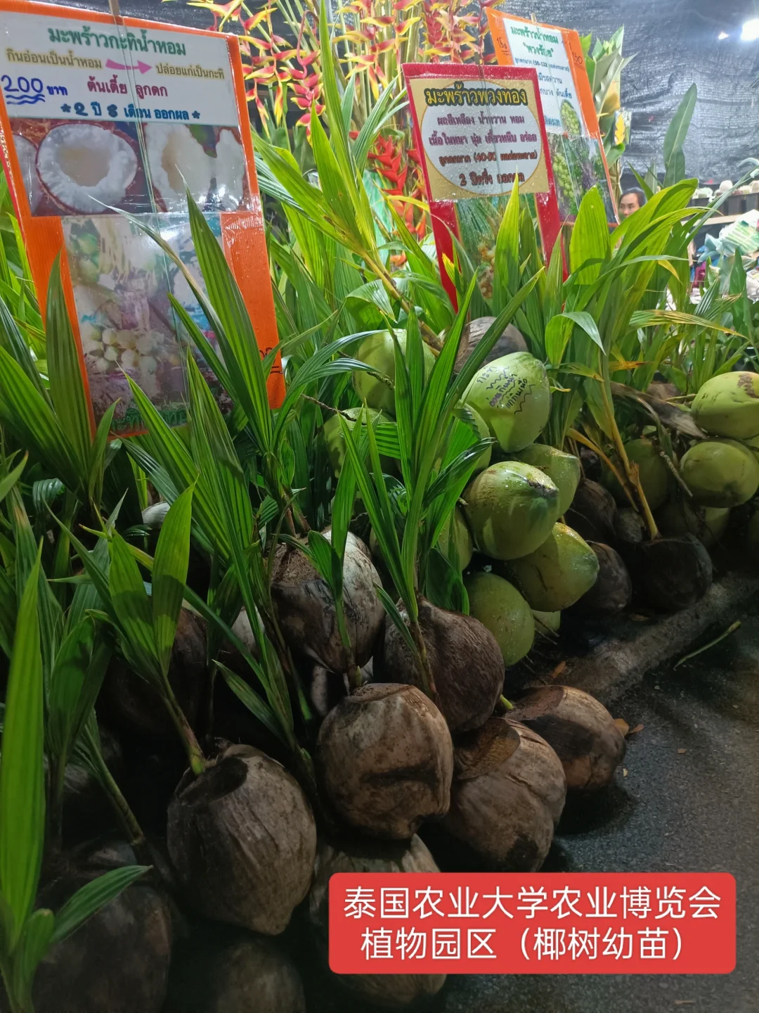 曼谷本土大型集会2025年农业博览会时间表