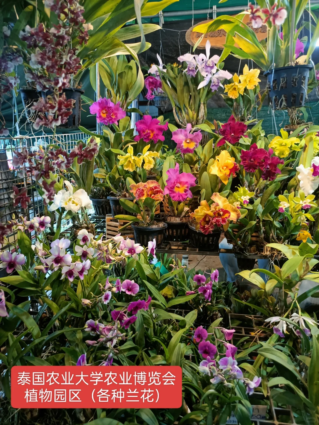 曼谷本土大型集会2025年农业博览会时间表