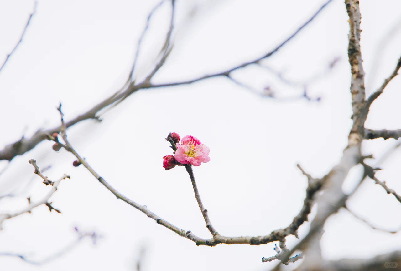 梅花开了