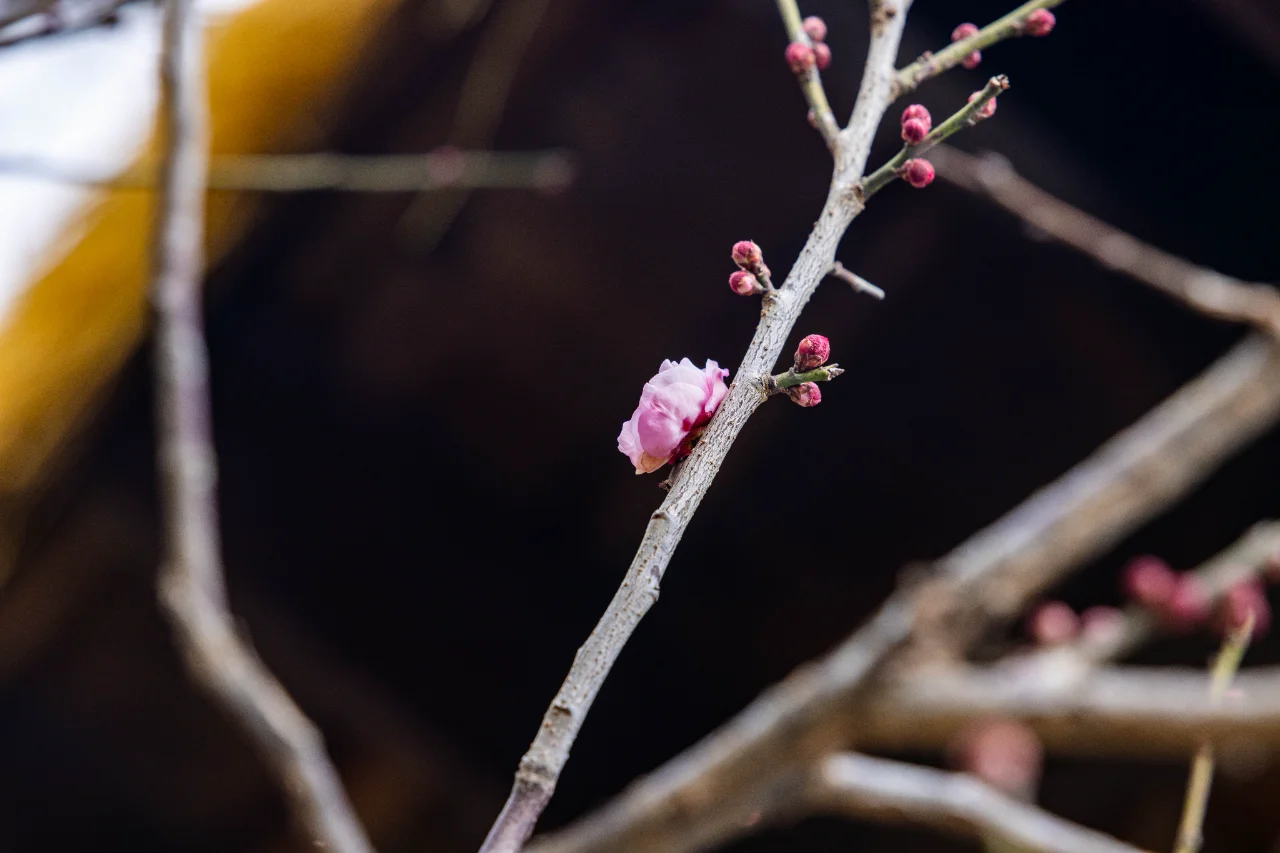 梅花开了