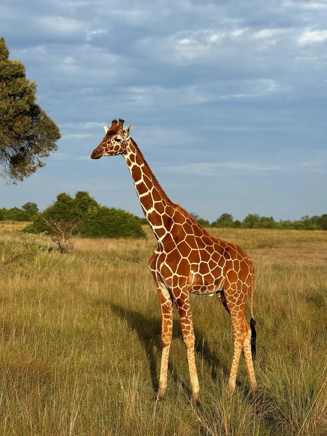 肯尼亚总统说：Welcome Home！