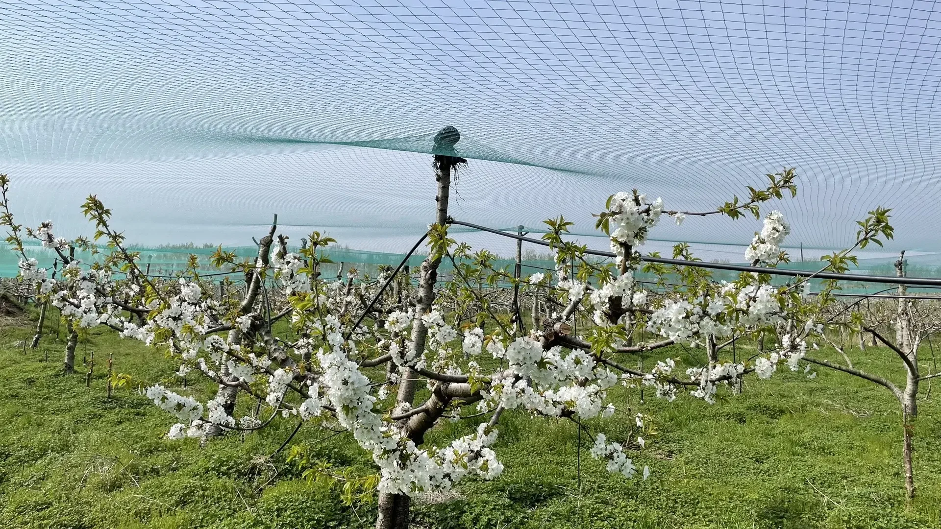 博览会展览会，经济论坛，武汉字幕翻译