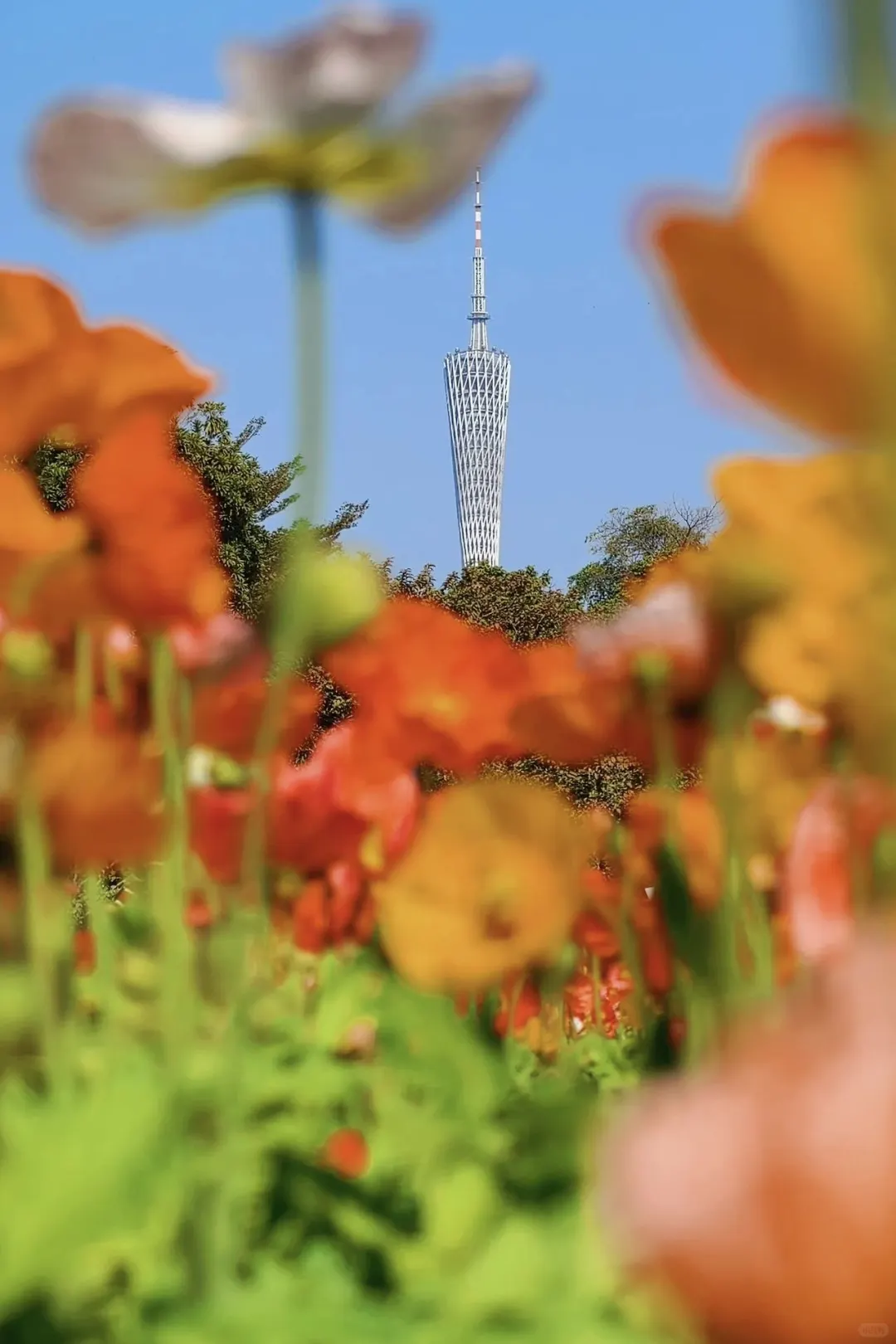 在广州8年，分享我私藏❤️的广州一日游路线