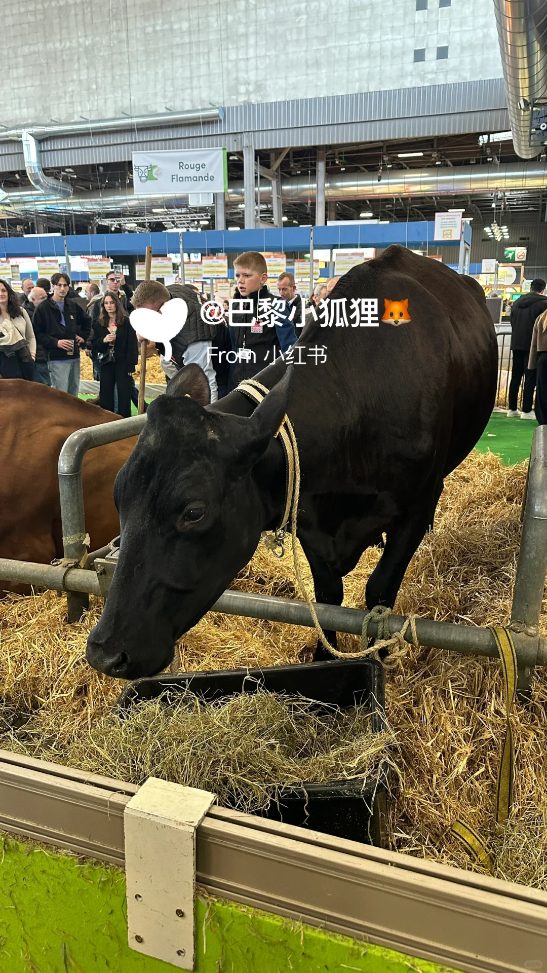 法国农业展首日汇报总结and推荐（个人版）