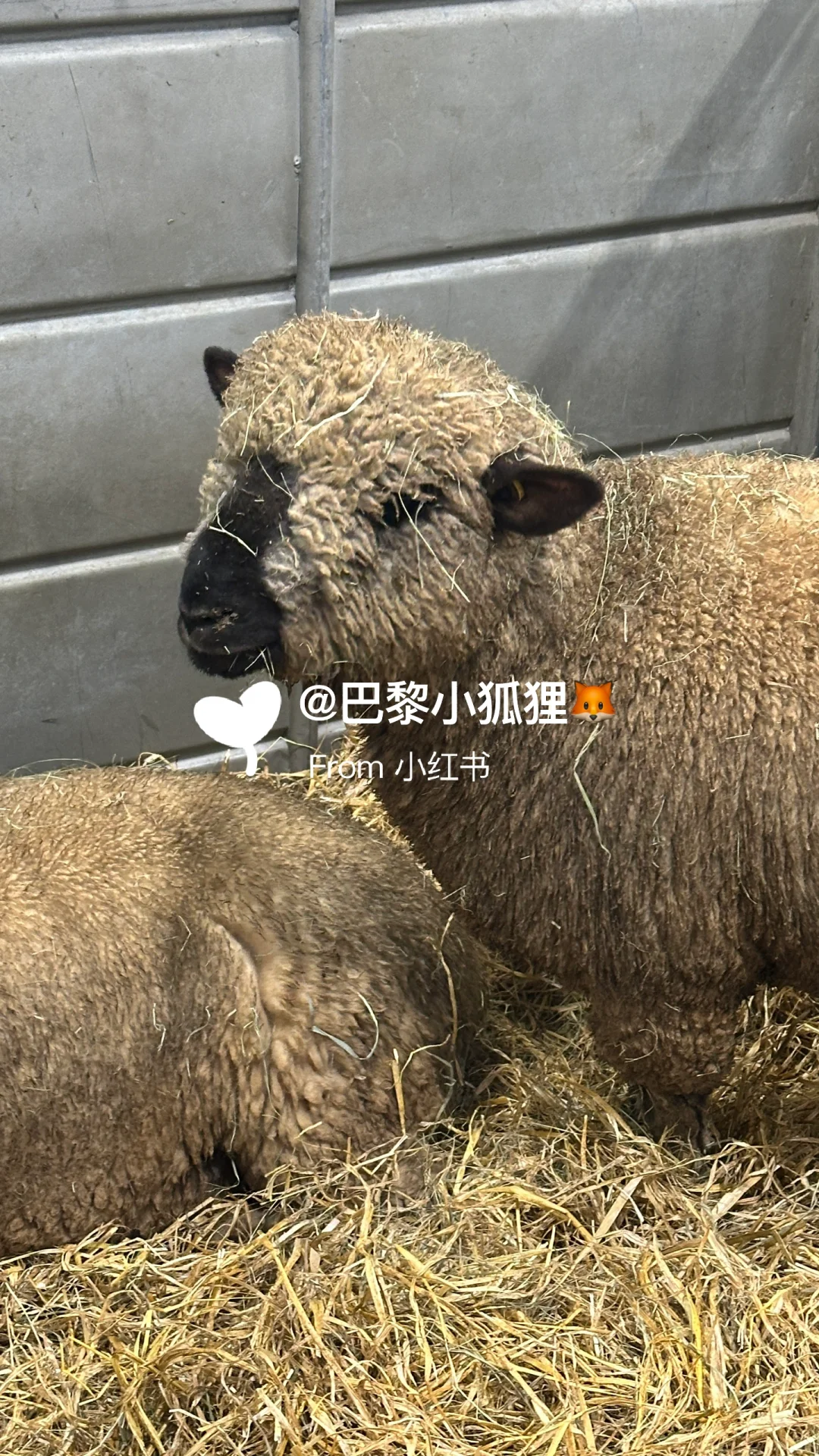 法国农业展首日汇报总结and推荐（个人版）