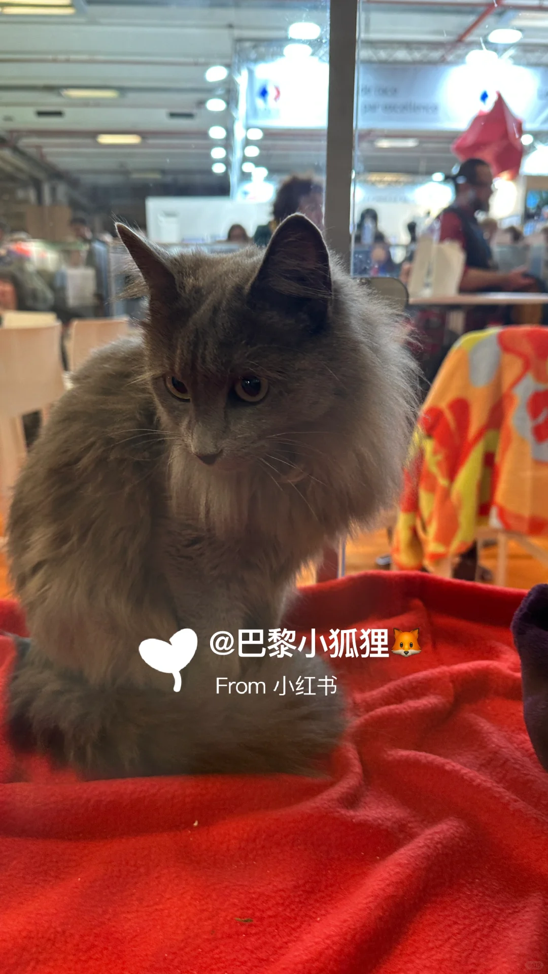 法国农业展首日汇报总结and推荐（个人版）