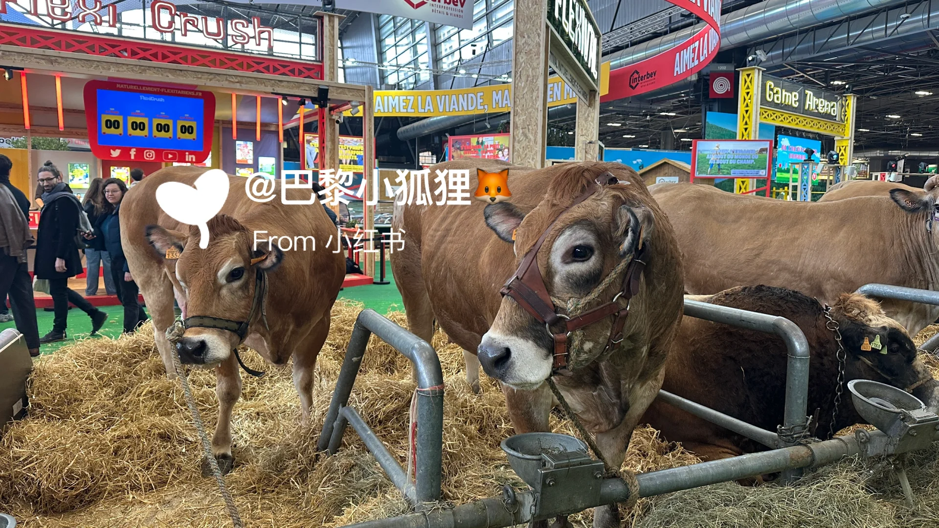 法国农业展首日汇报总结and推荐（个人版）