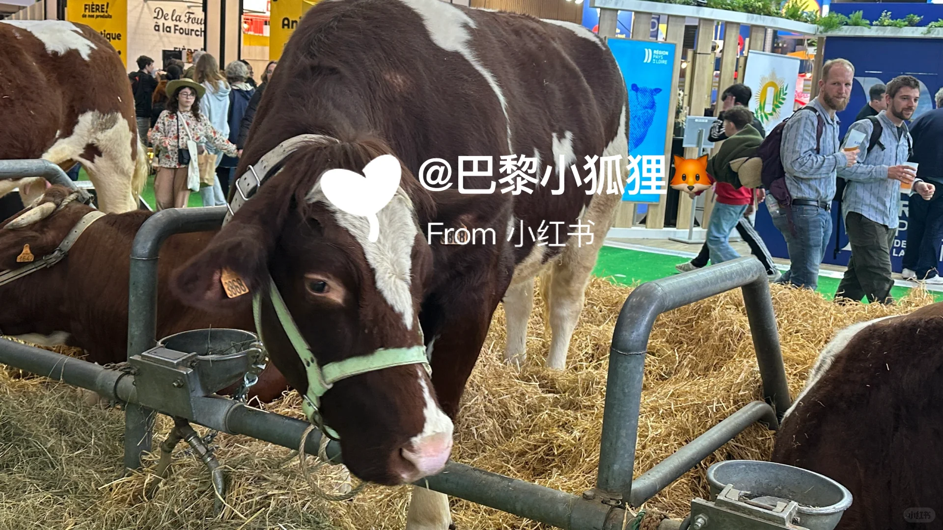 法国农业展首日汇报总结and推荐（个人版）