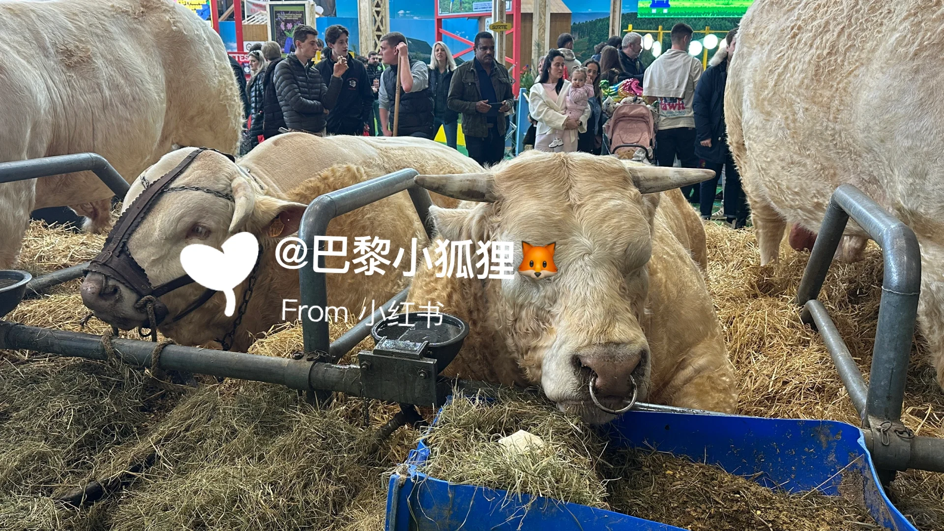 法国农业展首日汇报总结and推荐（个人版）