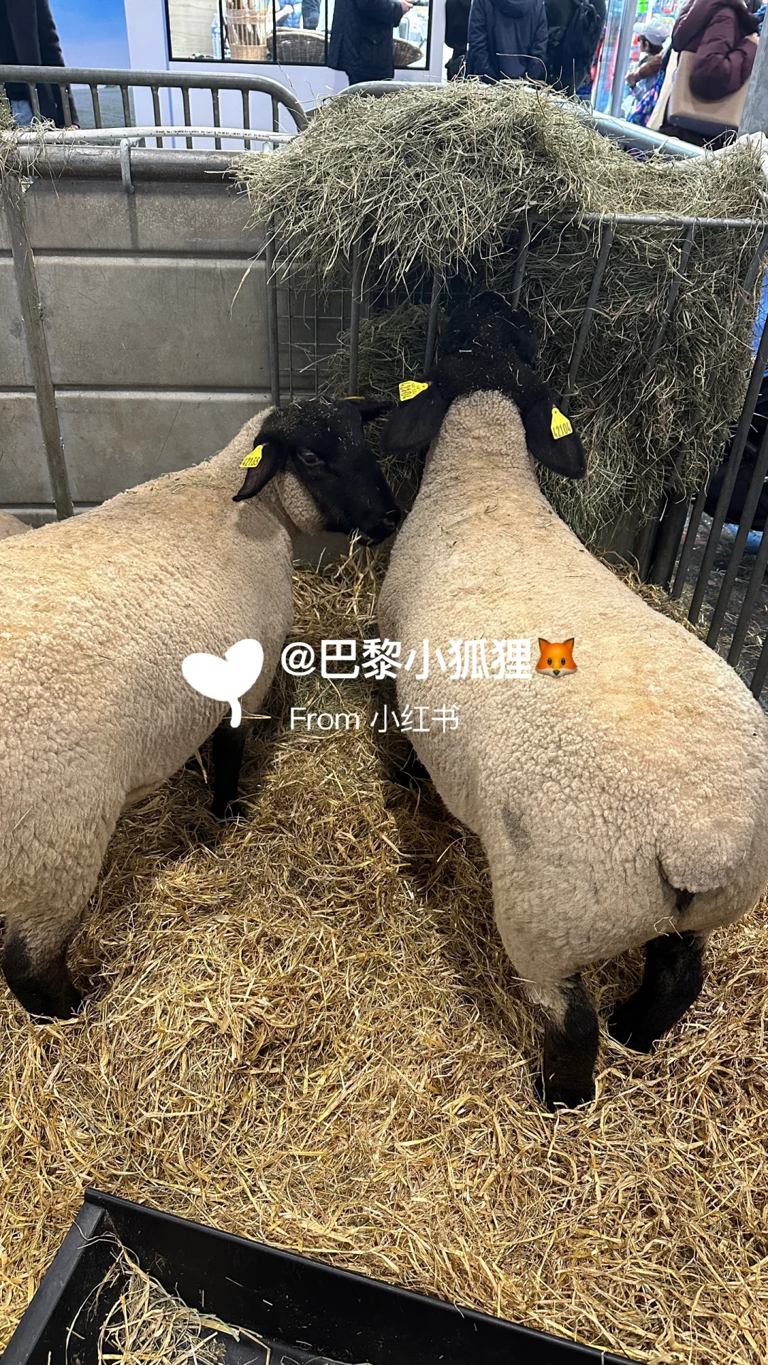 法国农业展首日汇报总结and推荐（个人版）