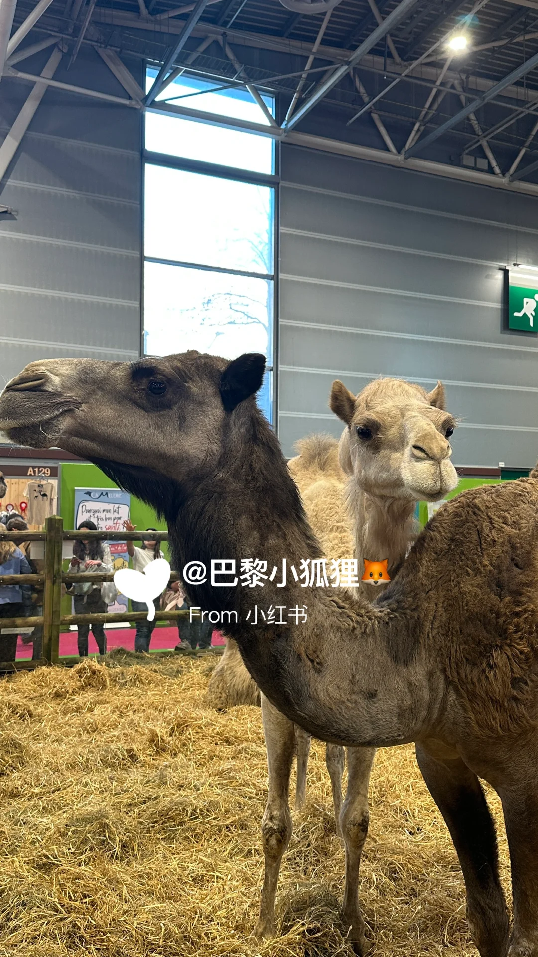 法国农业展首日汇报总结and推荐（个人版）