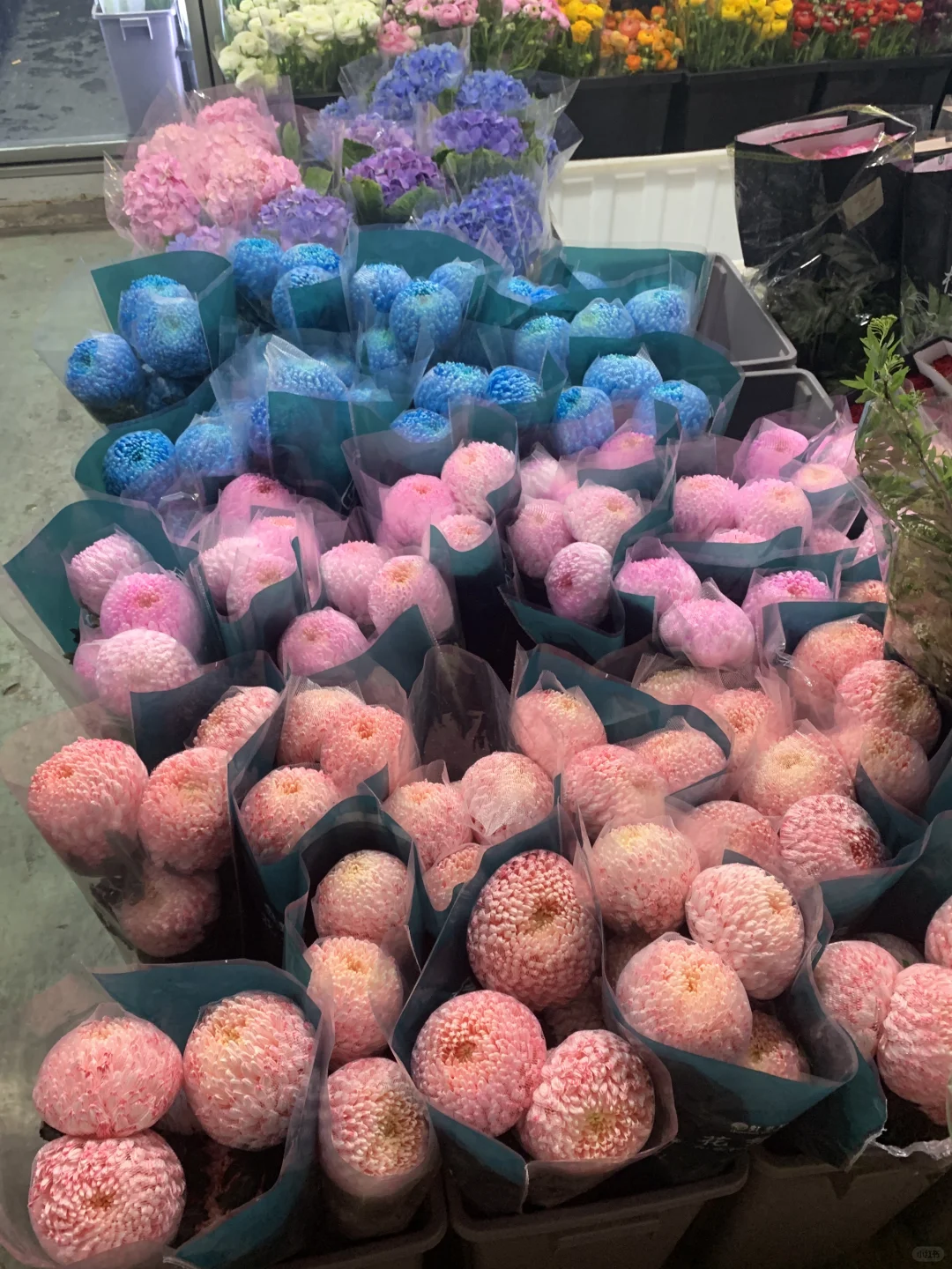 ?南坪会展花市攻略｜花花世界里的宝藏地！