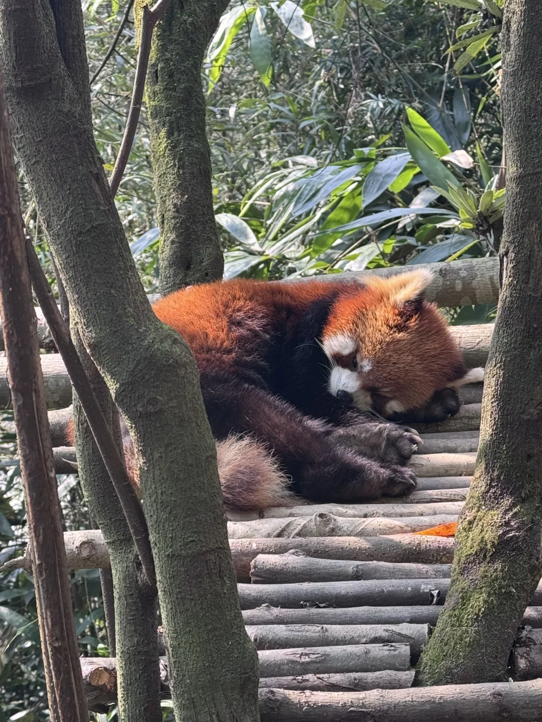 土著教你都江堰超详细旅游攻略✨附网红景点