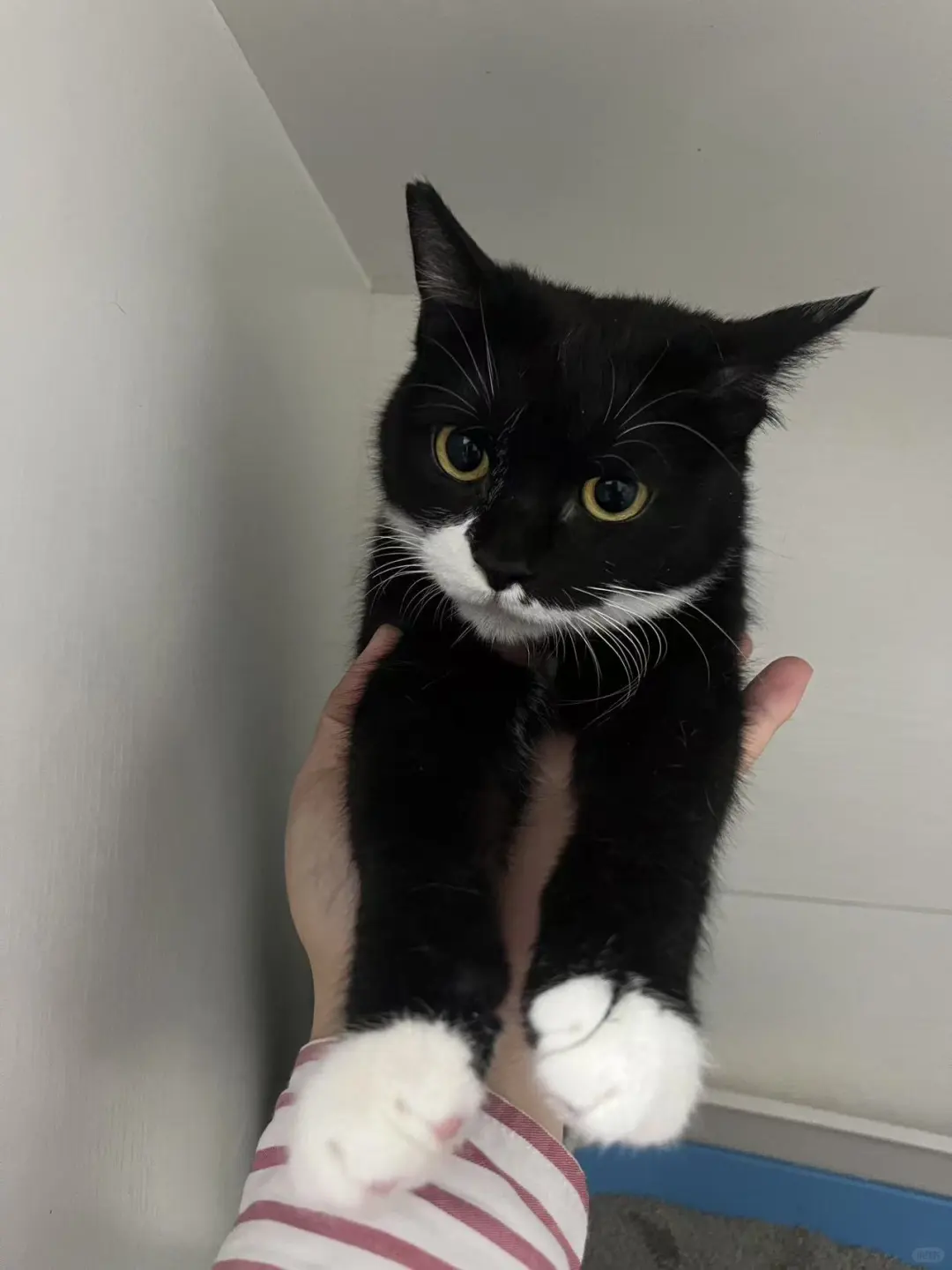 狸云双绝·长春聘猫帖