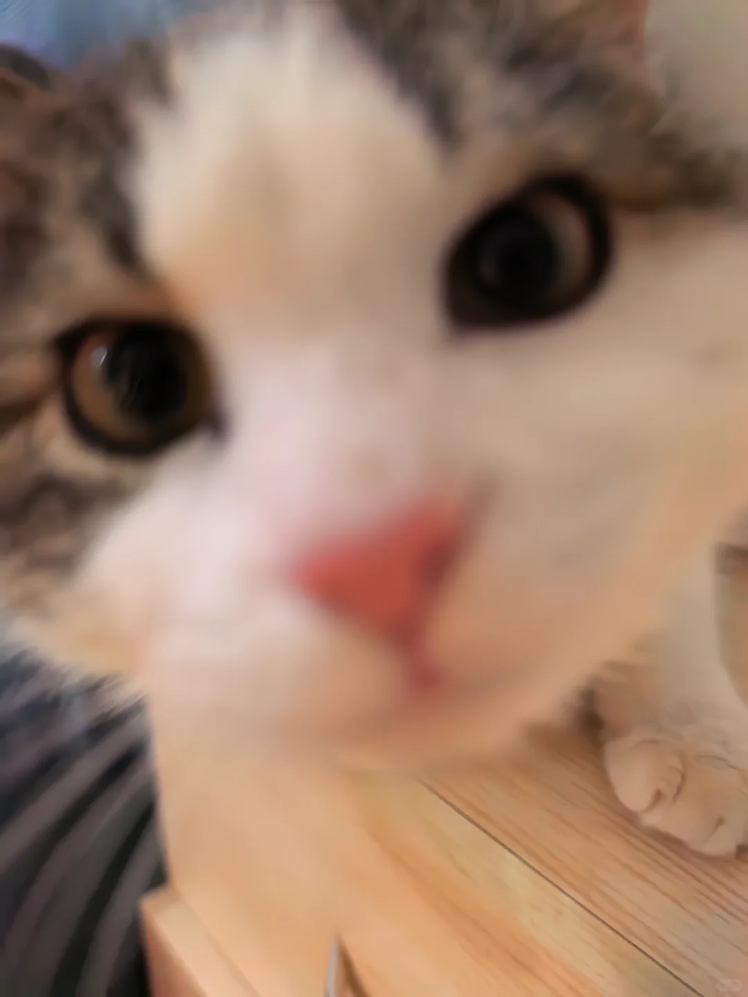 狸云双绝·长春聘猫帖