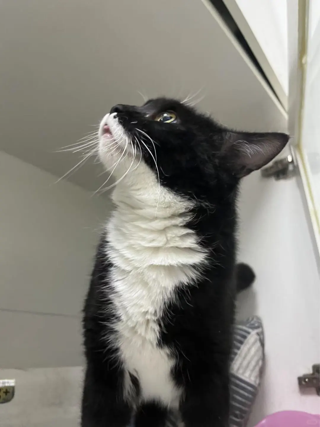 狸云双绝·长春聘猫帖