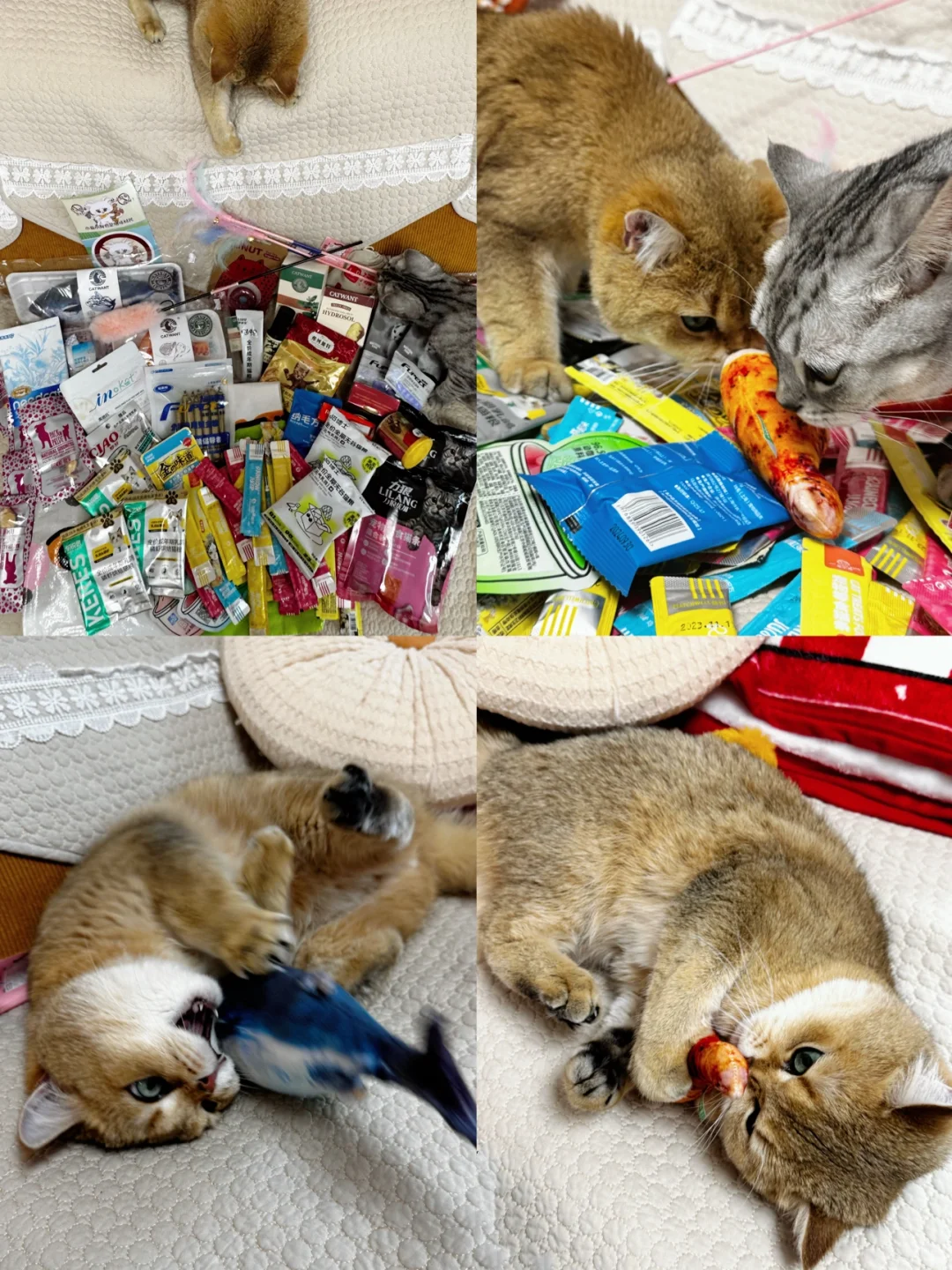 2025京宠展替大家来过啦?打猎满载而归?