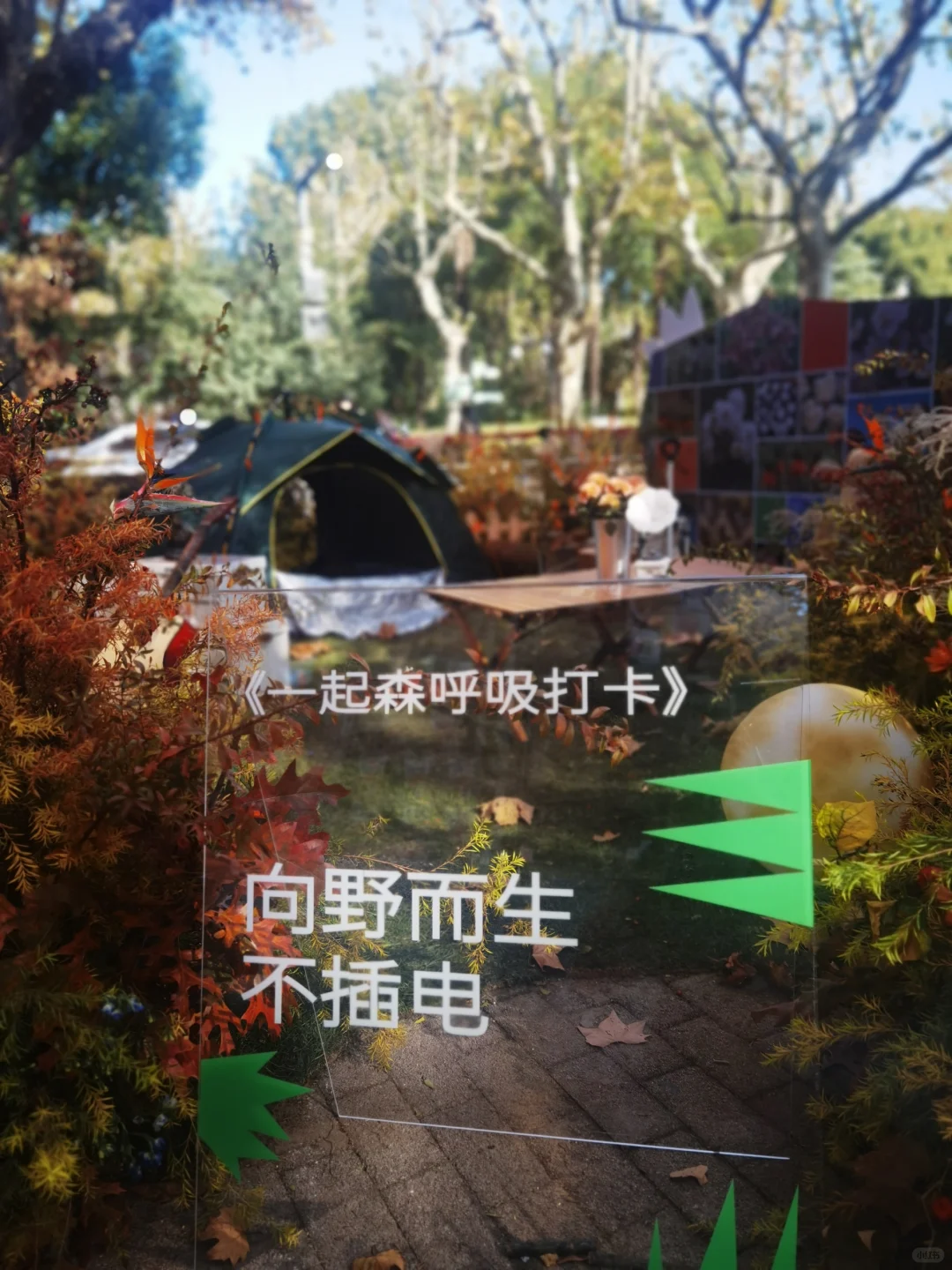 秋天与种球邂逅 期待Spring......