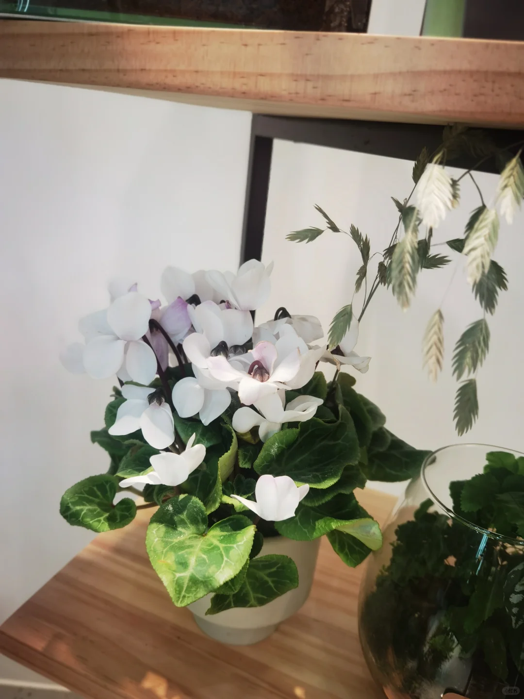 秋天与种球邂逅 期待Spring......