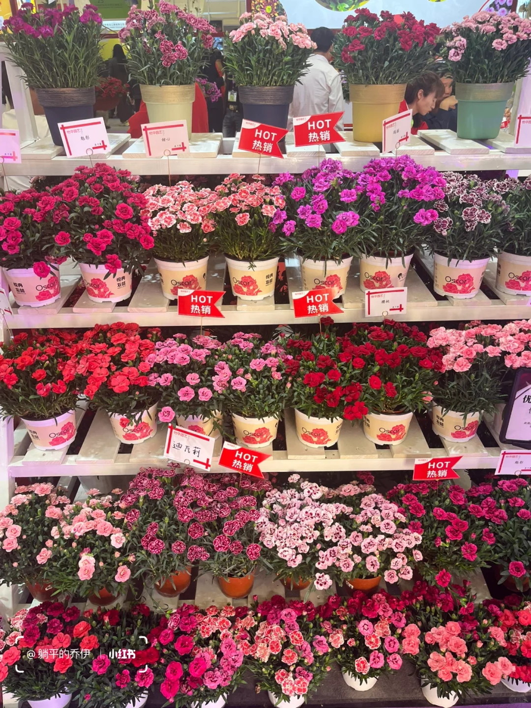 ?免费看展｜上海国际花卉园艺展打卡?