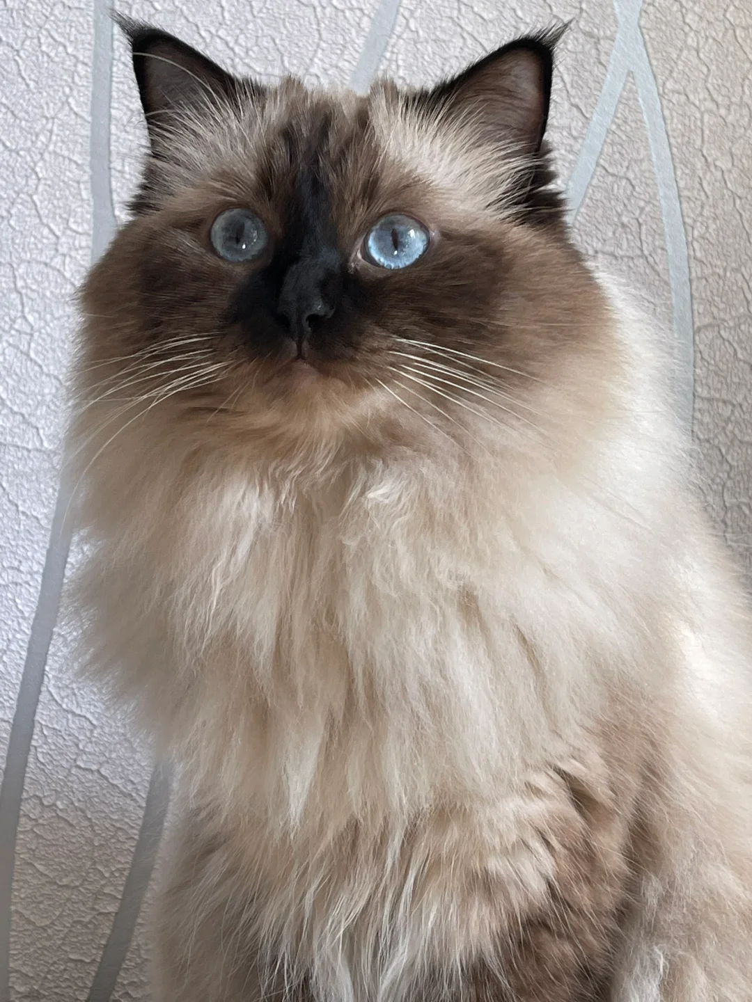 世界宠物博览会开到徐州啦！