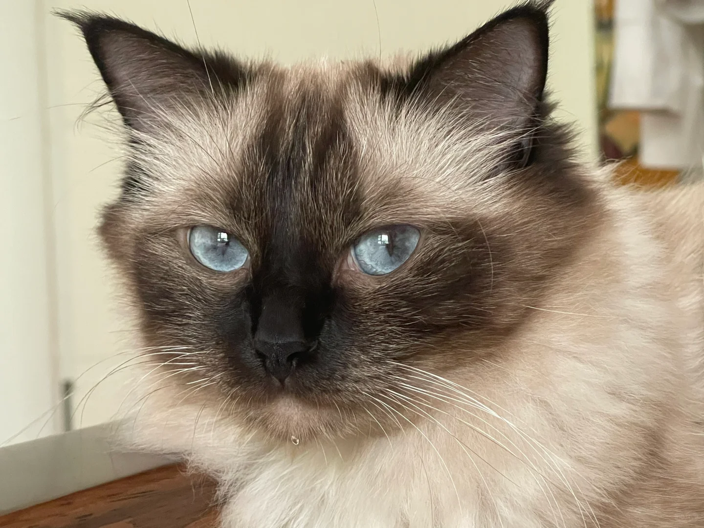 世界宠物博览会开到徐州啦！