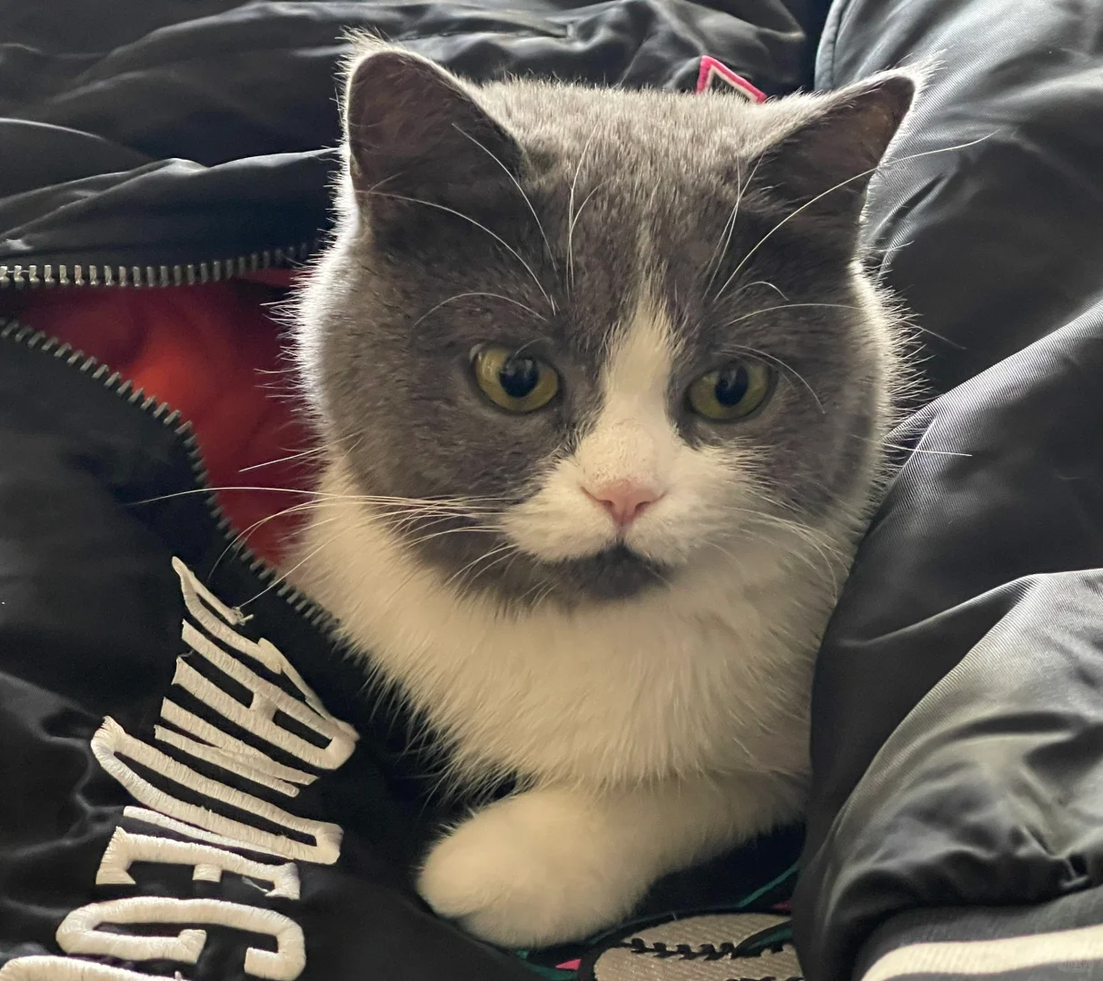 世界宠物博览会开到徐州啦！