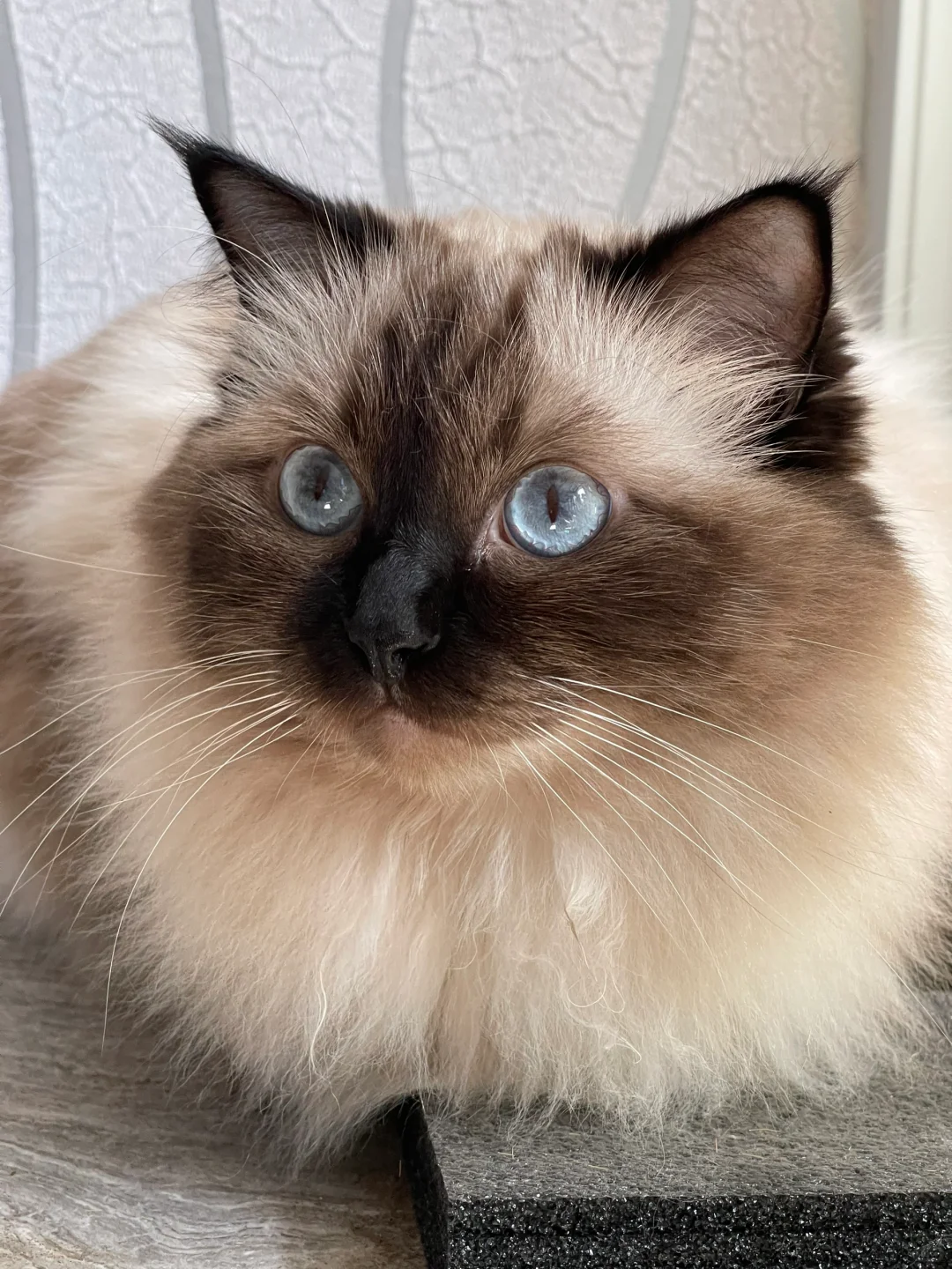 世界宠物博览会开到徐州啦！