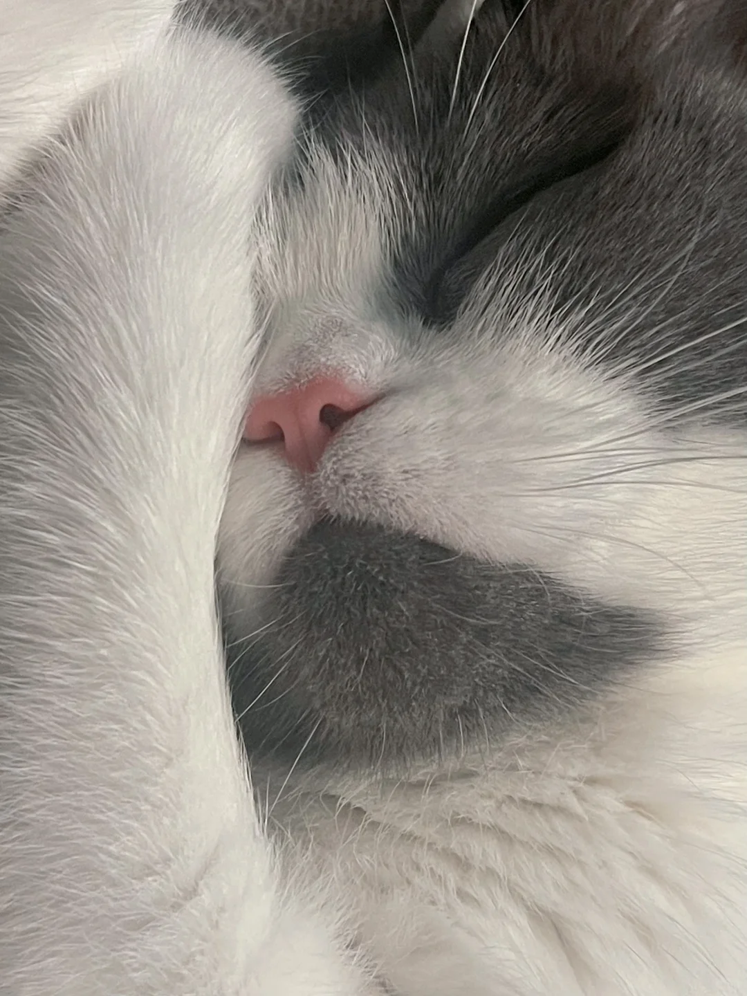 世界宠物博览会开到徐州啦！