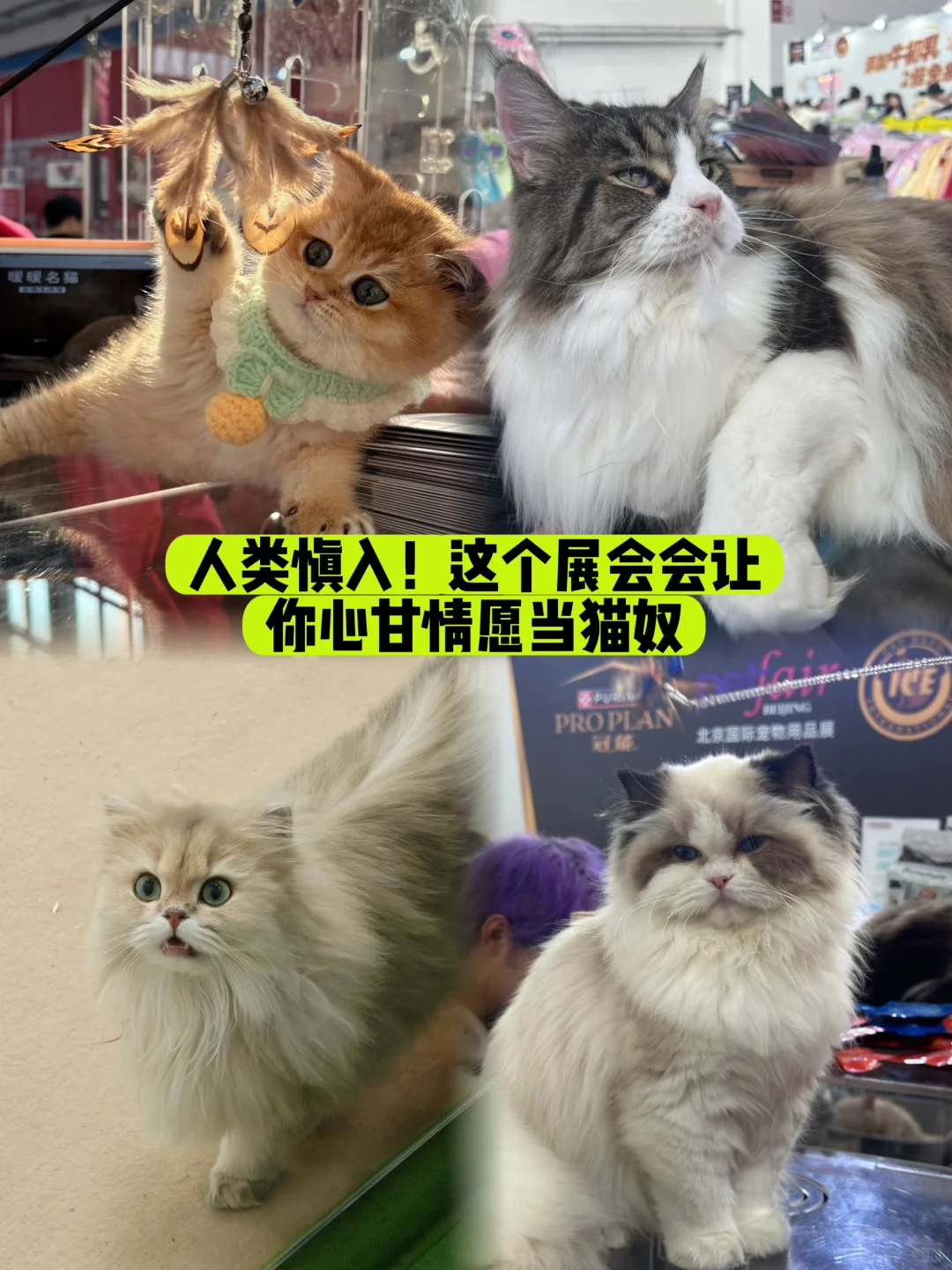 铲屎官必看！2025石家庄宠物展薅粮全攻略