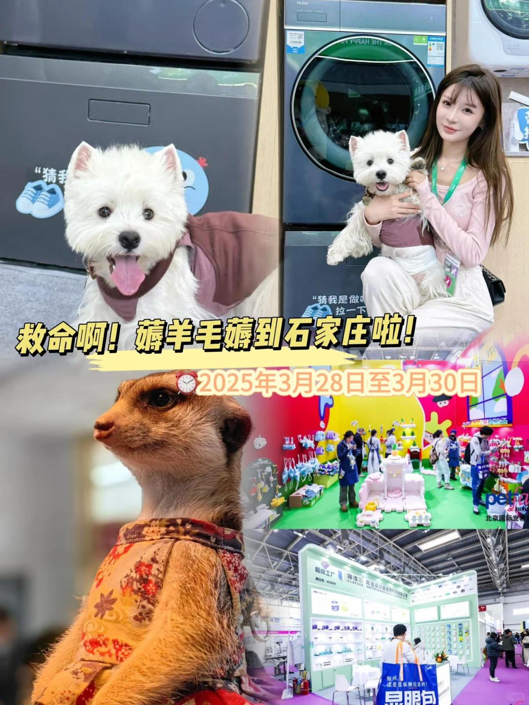 铲屎官必看！2025石家庄宠物展薅粮全攻略