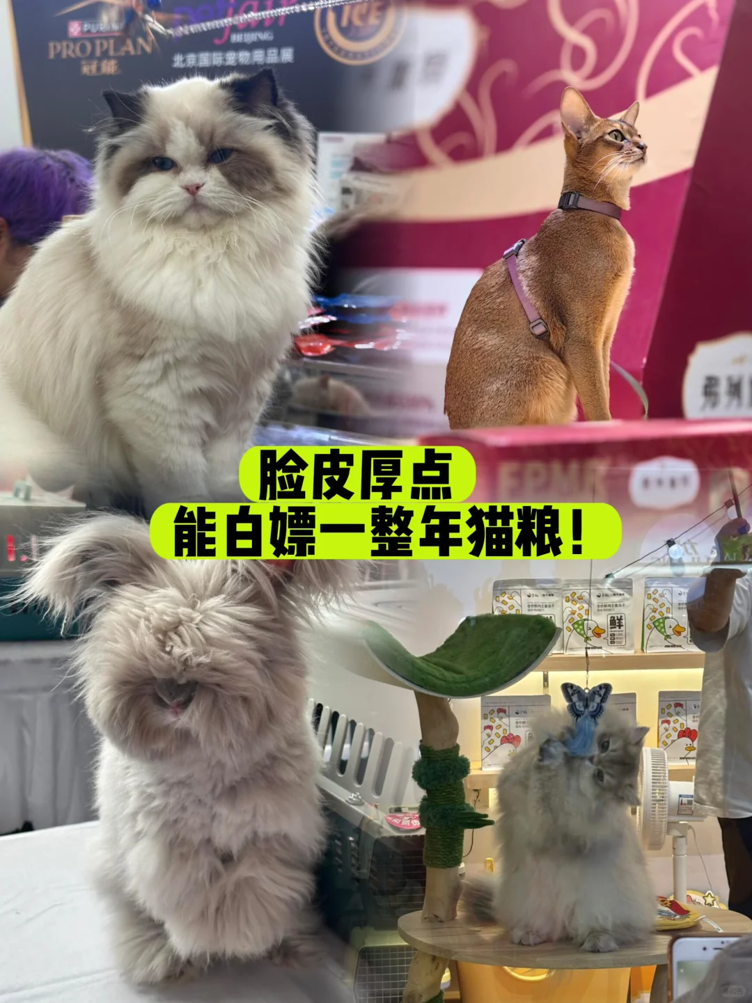 铲屎官必看！2025石家庄宠物展薅粮全攻略