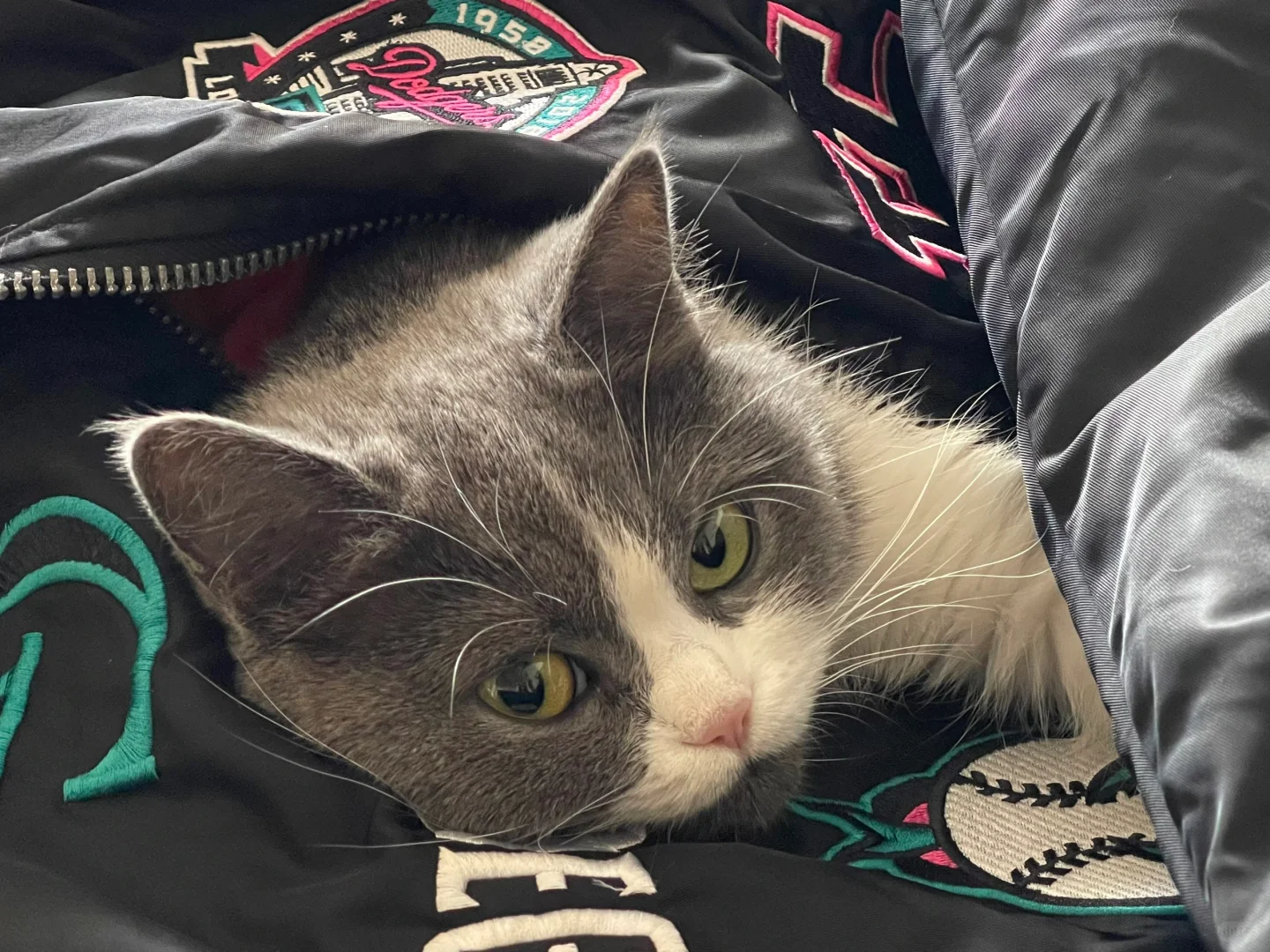 世界宠物博览会开到徐州啦！